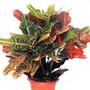 Imagem de Muda de Croton Hibrido 20 a 40cm AMK - Plantas Online