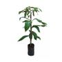 Imagem de Muda de Cupuacu 20 a 40cm AMK - Plantas Online