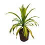 Imagem de Muda de Dracena Arborea 20 a 40cm AMK - Plantas Online