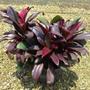Imagem de Muda de Dracena Baby Chocolate 20 a 40cm AMK - Plantas Online