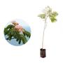 Imagem de Muda de Farinha Seca 20 a 40cm AMK - Plantas Online