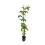 Imagem de Muda de Framboesa 20 a 40cm AMK - Plantas Online