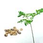 Imagem de Muda de Imburana 20 a 40cm AMK - Plantas Online