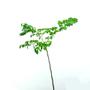 Imagem de Muda de Imburana 20 a 40cm AMK - Plantas Online