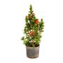 Imagem de Muda de Ixora Midi 20 a 40cm AMK - Plantas Online