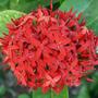 Imagem de Muda de Ixora Midi 20 a 40cm AMK - Plantas Online