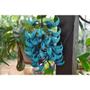 Imagem de Muda De Jade Azul Planta Trepadeira Pendente Para Pergolados