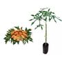 Imagem de Muda de Jaracatia 20 a 40cm AMK - Plantas Online