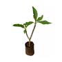 Imagem de Muda de Jasmim Manga 20 a 40cm AMK - Plantas Online