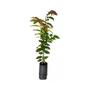 Imagem de Muda de Jequitibá Branco 20 a 40cm AMK - Plantas Online