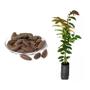 Imagem de Muda de Jequitibá Branco 20 a 40cm AMK - Plantas Online