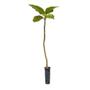 Imagem de Muda de Lobeira 20 a 40cm AMK - Plantas Online