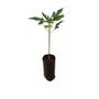 Imagem de Muda de Mamão Papaia 20 a 40cm AMK - Plantas Online