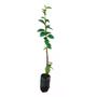 Imagem de Muda de Marmelo 50 a 80cm AMK - Plantas Online