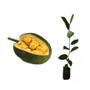 Imagem de Muda de Mini Jaca 20 a 40cm AMK - Plantas Online