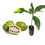 Imagem de Muda de Noni 20 a 40cm AMK - Plantas Online