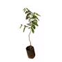 Imagem de Muda de Oiti 20 a 40cm AMK - Plantas Online