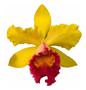 Imagem de Muda De Orquídea Amarela E Bordo Blc.exotic Apricot