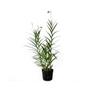 Imagem de Muda de Orquídea Bambu 50 a 80cm AMK - Plantas Online