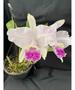 Imagem de Muda De Orquídea Cattleya Lueddemanniana Coerulea