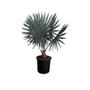 Imagem de Muda de Palmeira Bismarckia 20 a 40cm AMK - Plantas Online