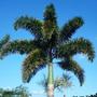 Imagem de Muda de Palmeira Rabo De Raposa 20 a 40cm AMK - Plantas Online