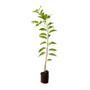 Imagem de Muda de Pinha 20 a 40cm AMK - Plantas Online