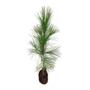 Imagem de Muda de Pinus 20 a 40cm AMK - Plantas Online