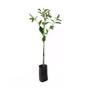 Imagem de Muda de Quaresmeira Rosa 20 a 40cm AMK - Plantas Online