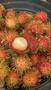 Imagem de Muda De Rambutan