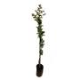 Imagem de Muda de Reseda Rosa 20 a 40cm AMK - Plantas Online