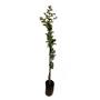 Imagem de Muda de Reseda Roxo 20 a 40cm AMK - Plantas Online