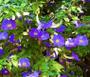 Imagem de Muda de Thumbergia Arbustiva Azul - Thunbergia Erecta