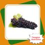 Imagem de Muda de Uva BRS Carmem Enxertada  Vitis.