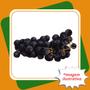 Imagem de Muda De Uva Isabel Enxertada  Vitis Labrusca Isabel.