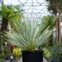 Imagem de Muda de Yucca Rostrata - 20 cm