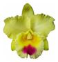 Imagem de Muda Flor Amarela Orquídea Cattleya Blc. Goldenzelle Envasada Vaso Plástico 15