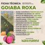 Imagem de Muda Frutífera de Goiaba Roxa