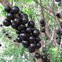 Imagem de Muda Frutífera de Jabuticaba Híbrida