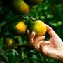 Imagem de Muda Frutífera de Laranja Pera IAC Enxertada