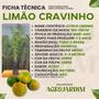 Imagem de Muda Frutífera de Limão Cravinho Enxertado