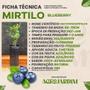 Imagem de Muda Frutífera de Mirtilo (Blueberry)