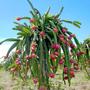 Imagem de Muda Frutífera de Pitaya Polpa Vermelha