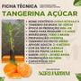 Imagem de Muda Frutífera de Tangerina Açúcar Enxertada