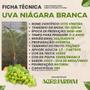 Imagem de Muda Frutífera de Uva Niágara Branca Enxertada