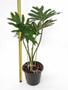 Imagem de Muda Guaimbê Philodendron Bipinnatifidum Planta Natural Folhagem Exótica Rara Natureza Ambientes