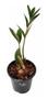 Imagem de Muda Mini Zamioculca Zamio Zimba Planta Da Fortuna Com Vaso