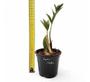 Imagem de Muda Mini Zamioculca Zamio Zimba Planta Da Fortuna Com Vaso