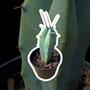 Imagem de Muda Mirtilocactus Azul Pequena Coleção Jardim Top Decoração