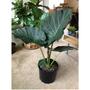 Imagem de Muda natural alocasia regal shield colecionador decoração rara